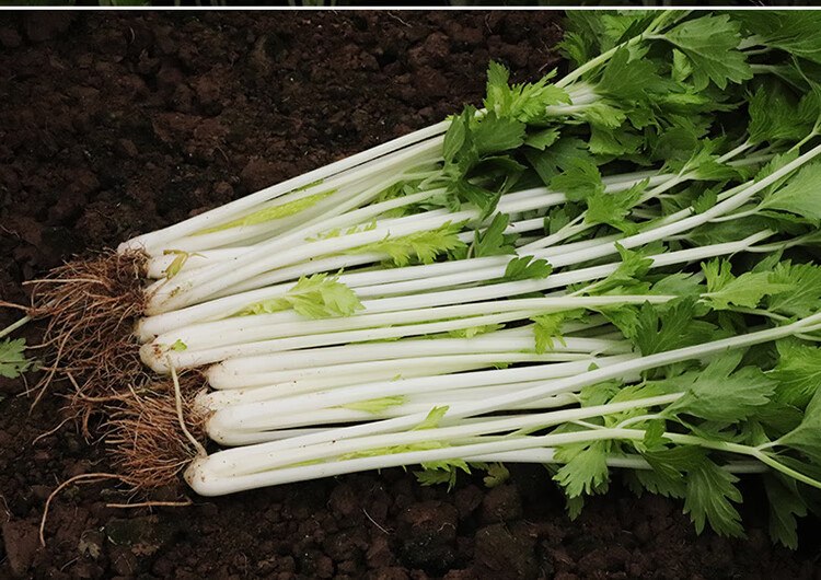 顺丰 新鲜白芹菜 白杆实芹香芹玉龙脆西芹 2斤【图片 价格 品牌 报价