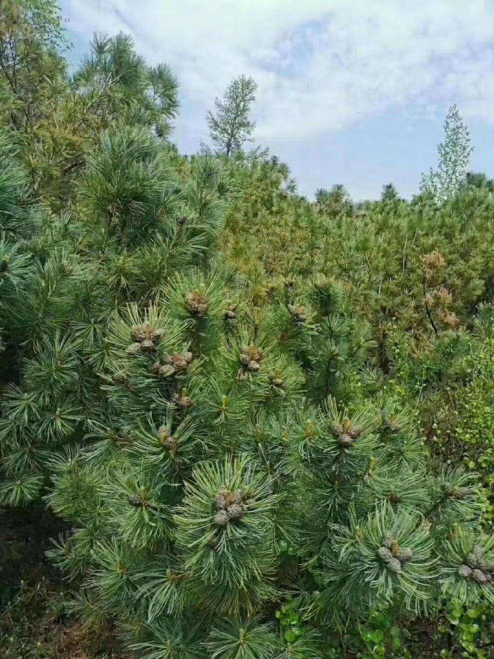 东北大兴安岭特产野生天然马尾松树塔盐水煮熟咸味偃松塔500g1500