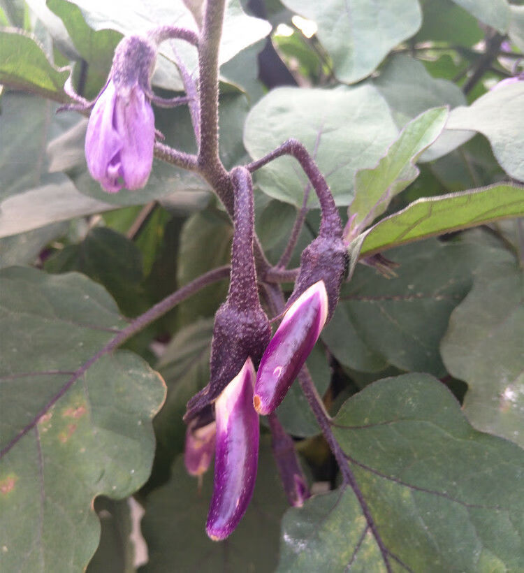 茄子苗茄子秧杭茄一号茄子秧苗黑豹长茄四季高产早熟黑豹圆茄包结果苗