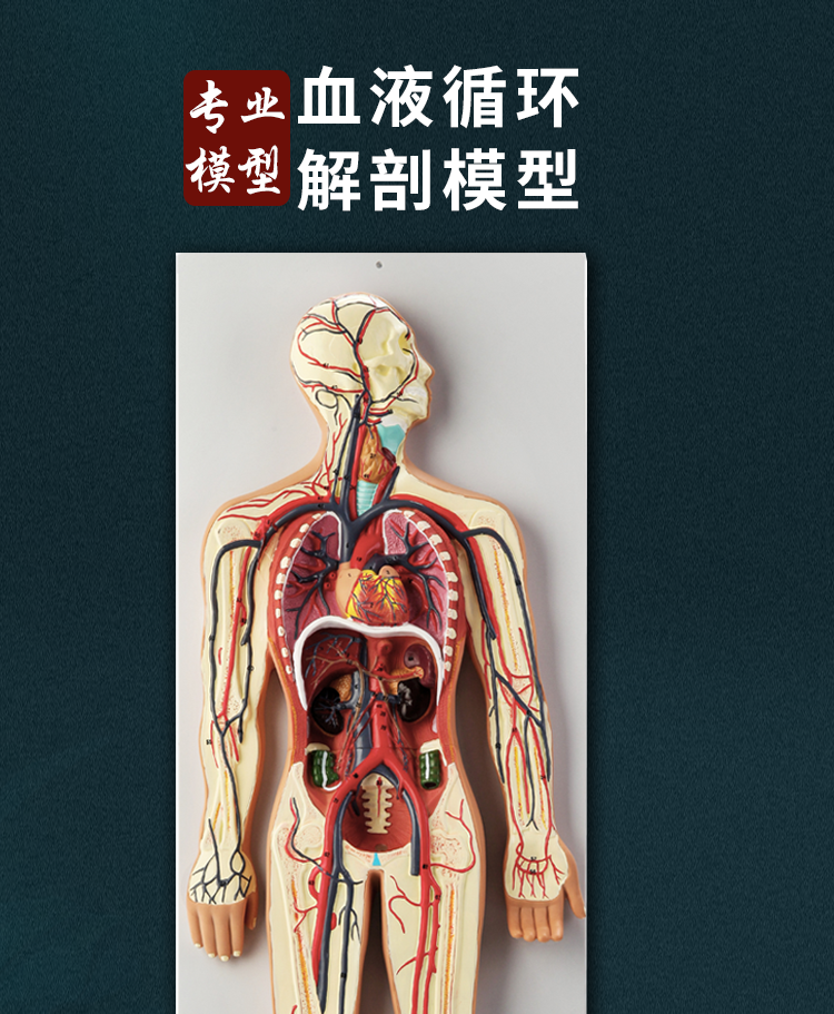 人体内脏血液循环系统模型心脏动脉静脉神经血管器官解剖医学教具