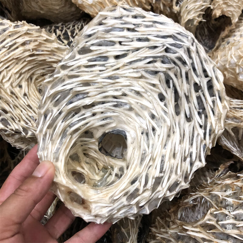 特大号海刺龟皮刺豚皮 刺龟鱼皮海胆皮海产干货500克 3-5个250克