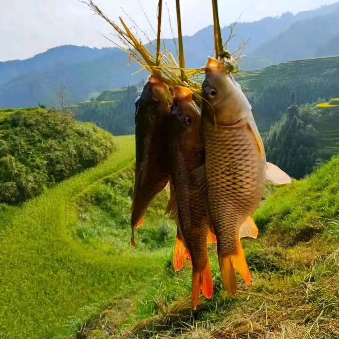 农家现捉现杀新鲜稻田鱼贵州特产稻花鱼本地田鱼鲤