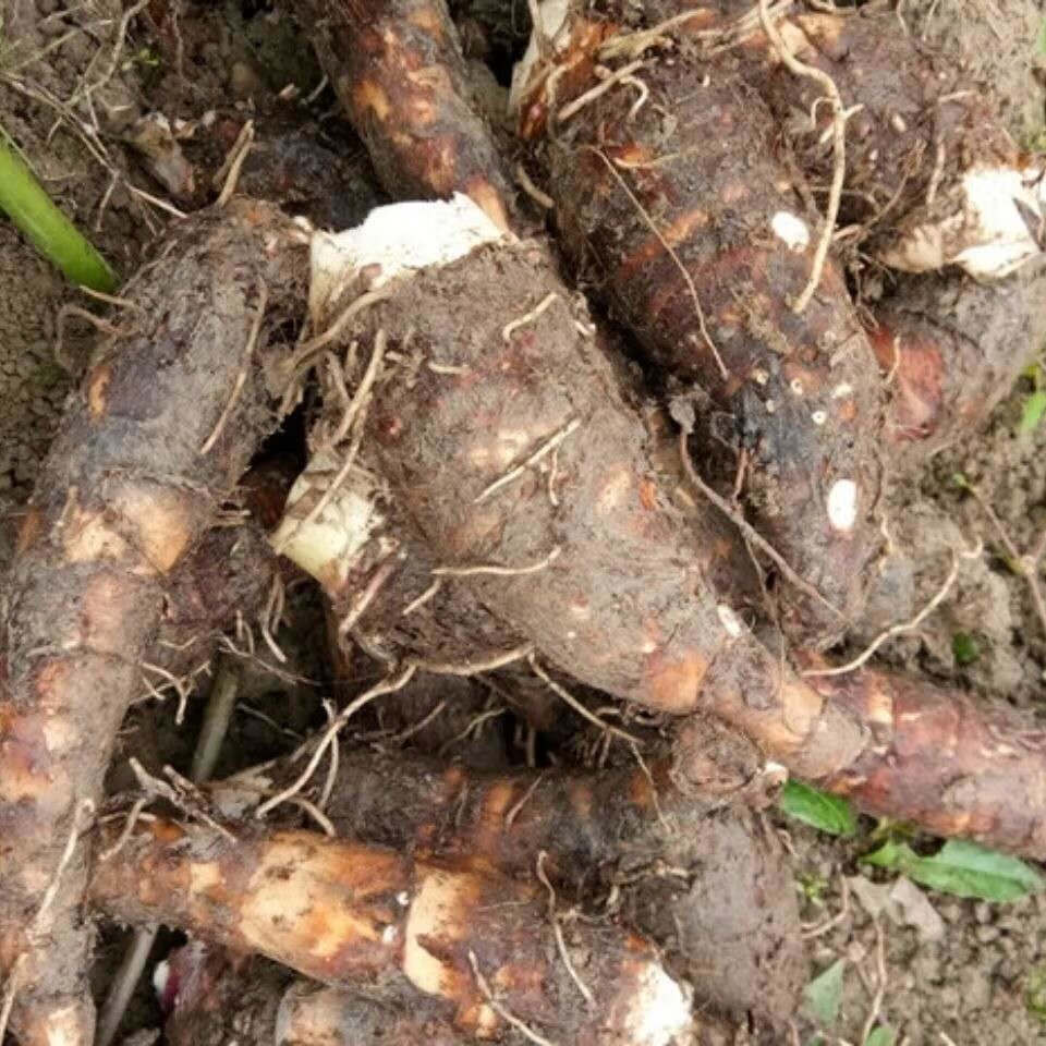 【精选现发】韶关乐昌芋头张溪小芋头新鲜蔬菜现挖炮弹芋头仔自种槟榔