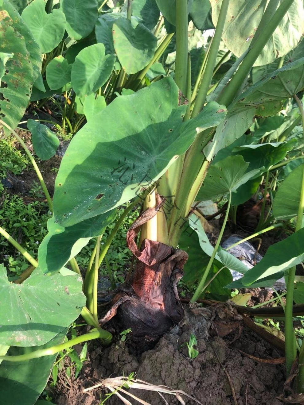 宁波特产奉化芋头溪口香芋非荔浦槟榔芋里山人 5斤40-60个精品芋艿子