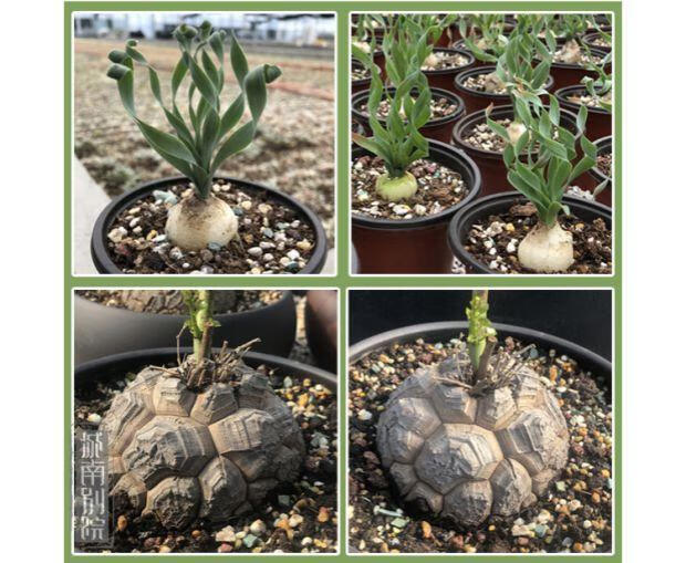 芊阙轻奢芊阙峨眉山铁甲麒麟多肉植物大戟科一物一拍峨眉山单头随机