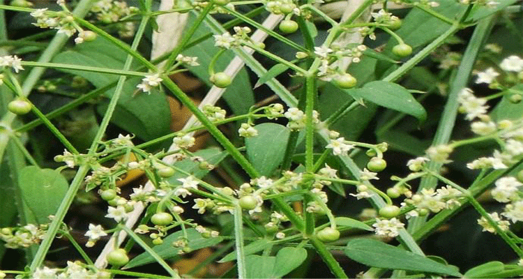 有仁堂贵州山区茜草500g新鲜满江红九龙根 红棵子根拉拉秧子【图片