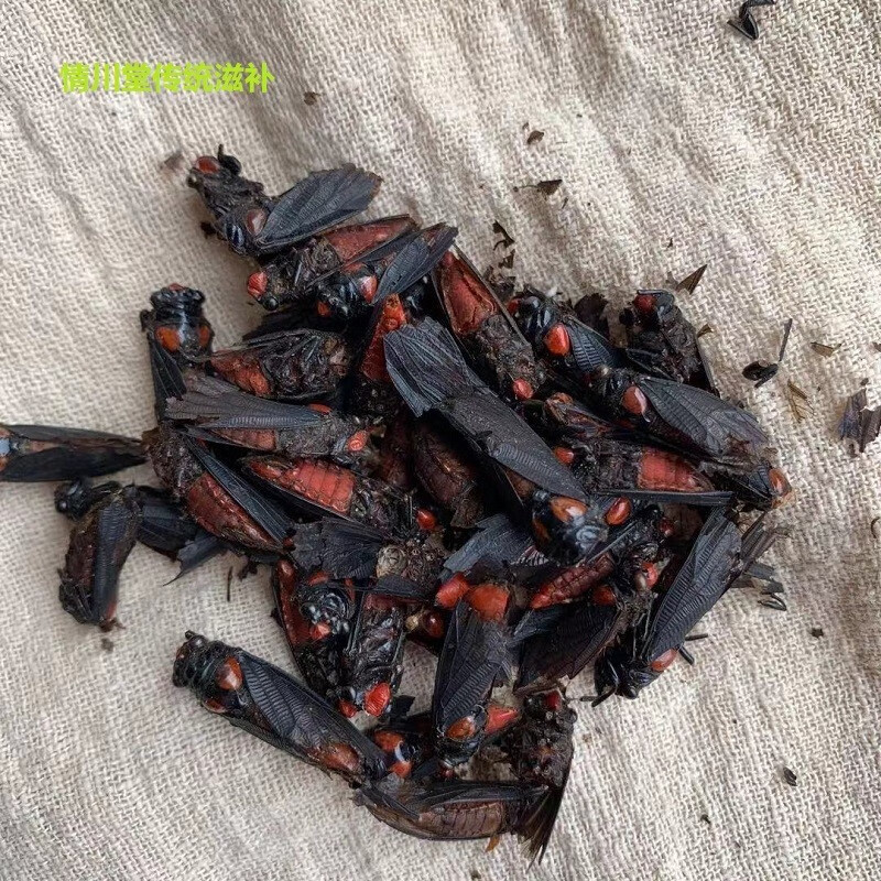 情川堂 云南野生中药材斑毛,,斑毛虫,红虫子 班虫外用中药材精选大个