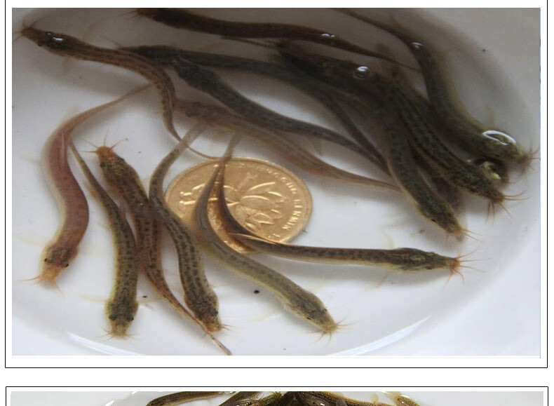 泥鳅鱼苗淡水鱼养殖食用乌龟龙鱼活体饲料筏钓青鳅鱼鳅苗批发 30条1-3