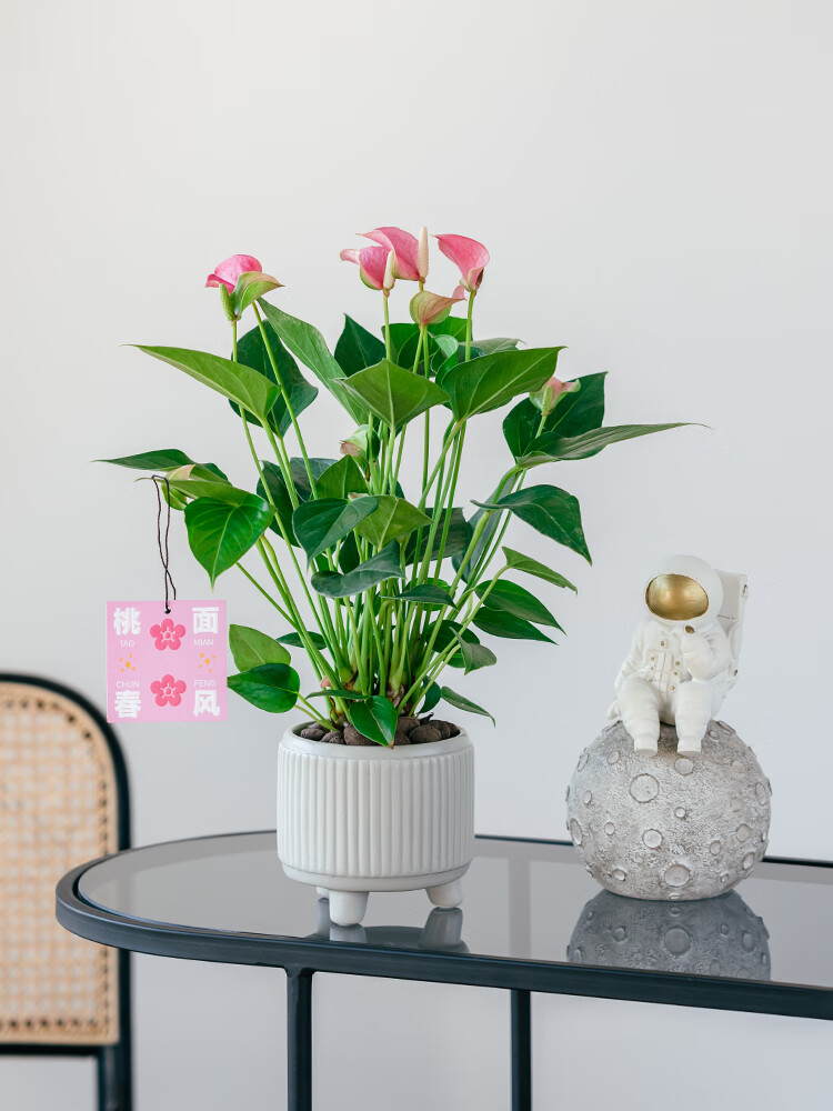 粉掌花烛桃色朱莉植物盆栽室内办公室桌面防辐射耐阴花卉绿植盆景粉掌