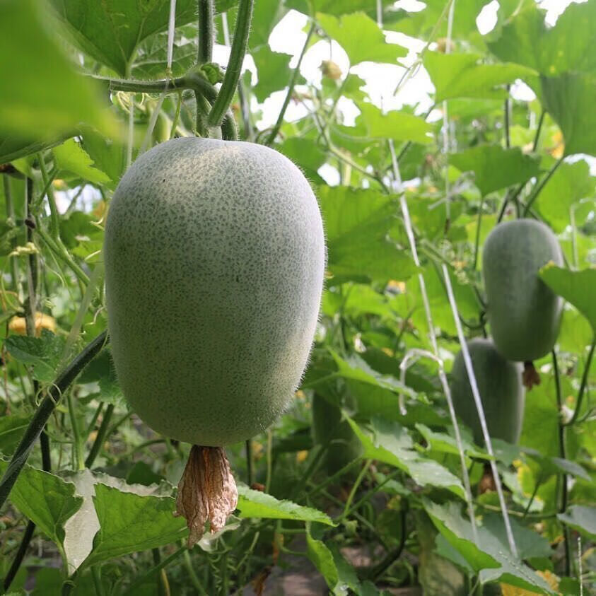 外园【高品质】新鲜迷你水果小冬瓜香冬瓜批发挂霜白皮绿色蔬菜毛冬瓜