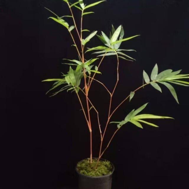 采缇(cai ti)日本新品红观音竹四季常青花卉绿植室内阳台桌面花园庭院