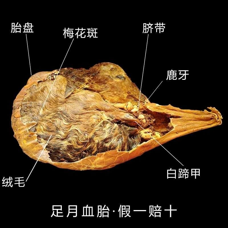 吉林梅花鹿鹿胎粉幹鹿胎磨粉帶勺鹿胎粉整隻幹鹿胎鹿胎盤胎衣打粉滋補