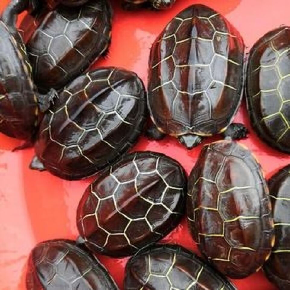 cmcm金钱幼龟活体纯种中华一对苏北金线龟南石金钱宠物龟活物 4-5厘米