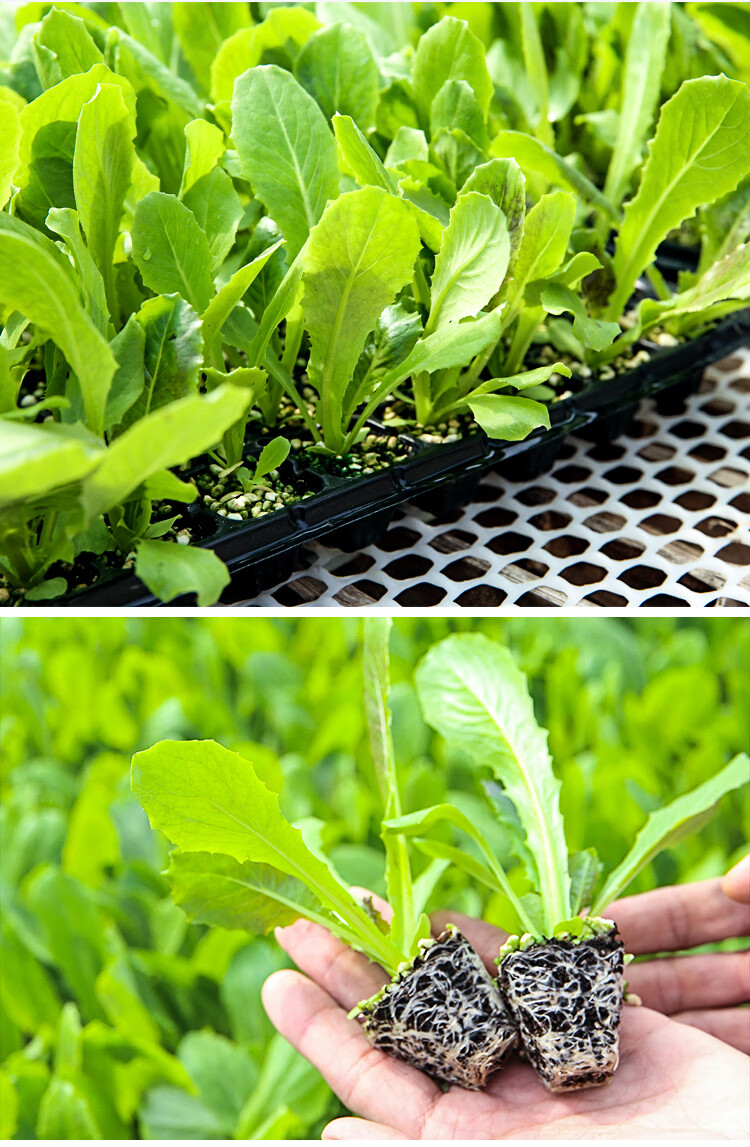 蔬菜苗四季阳台春季南方秧苗子孑生菜番茄辣椒西红柿茄子西瓜黄瓜军