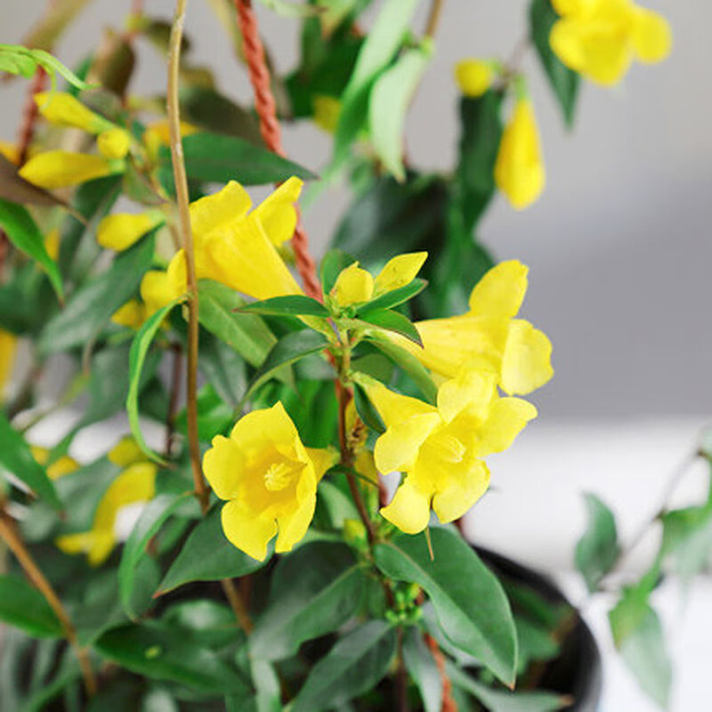 法国香水藤茉莉盆栽室内浓香花卉四季常绿冬季开花耐寒爬藤蔓植物带