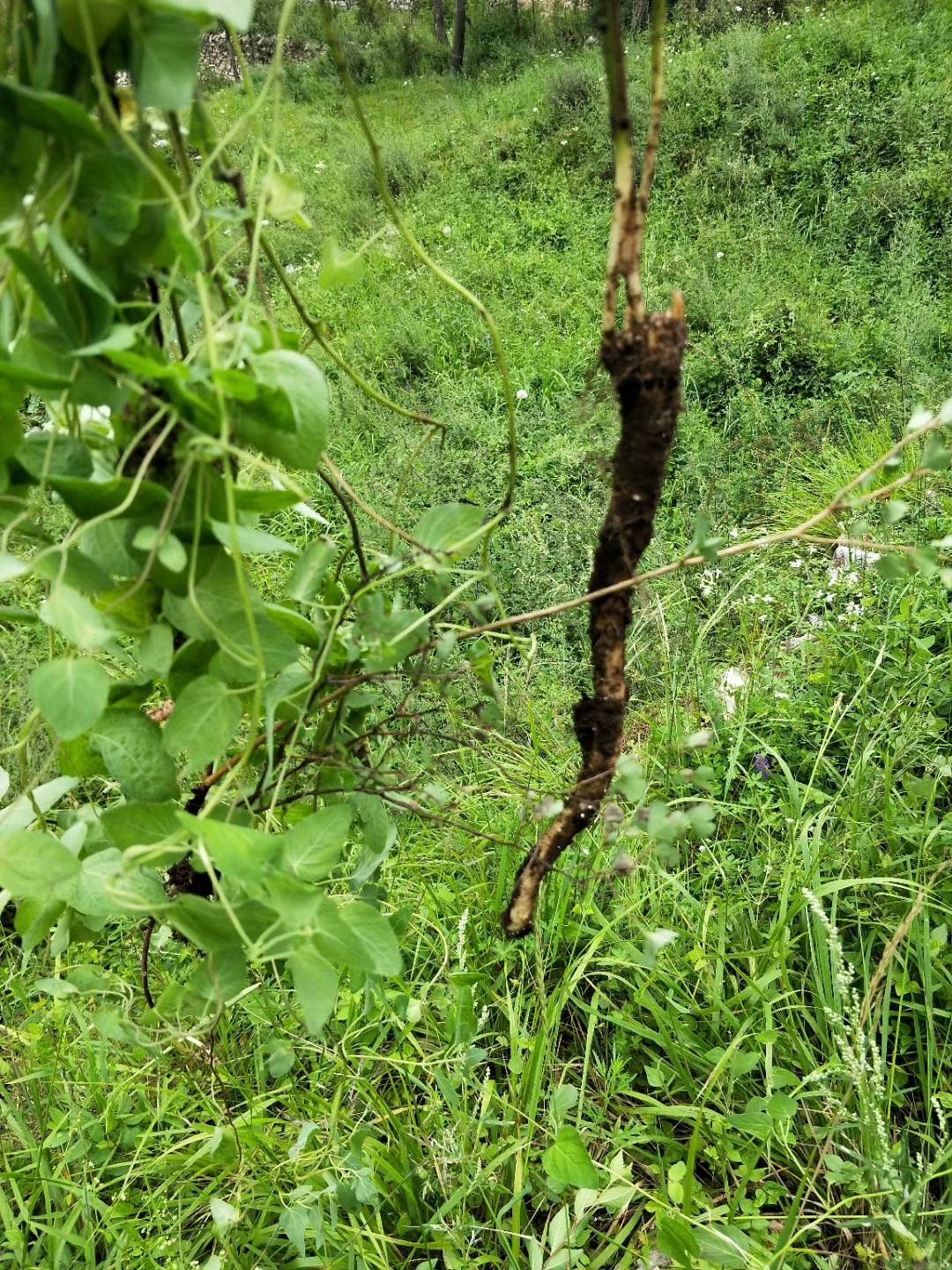 五台山党参 五台山野台参 张锡纯野台参 北台采挖500克野台参 500g