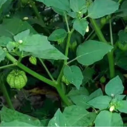 新鲜草药灯笼草 鬼灯笼打卜草 天泡果 1000g【图片 价格 品牌 报价】