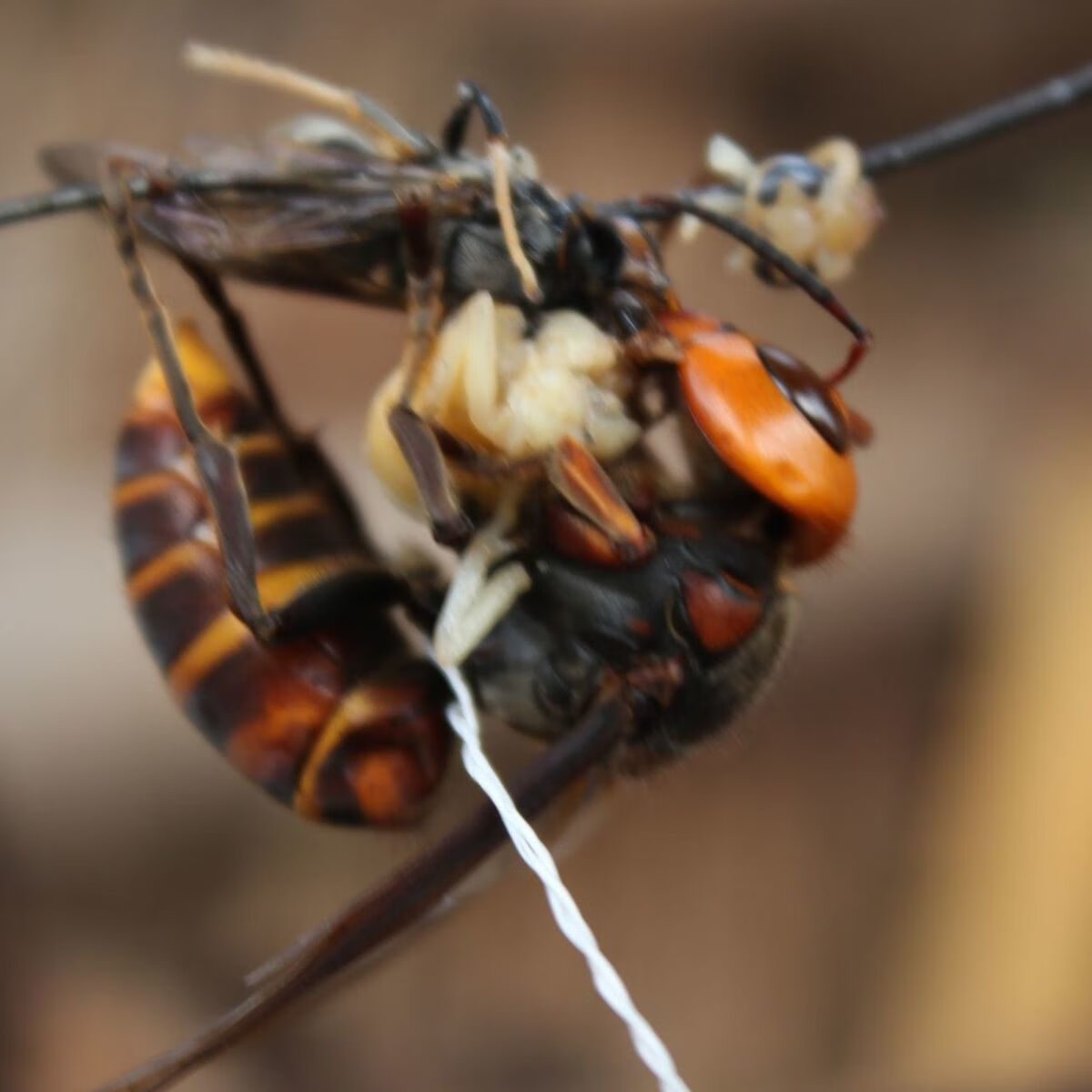 有仁堂虎头蜂活体现泡现实发金环大马蜂九里蜂中华大虎头蜂胡蜂大黄蜂