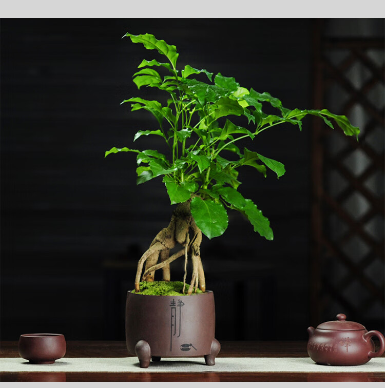 绿宝树室内造型常青提根桌面小型盆栽办公桌书房盆景四季耐阴老桩红禅