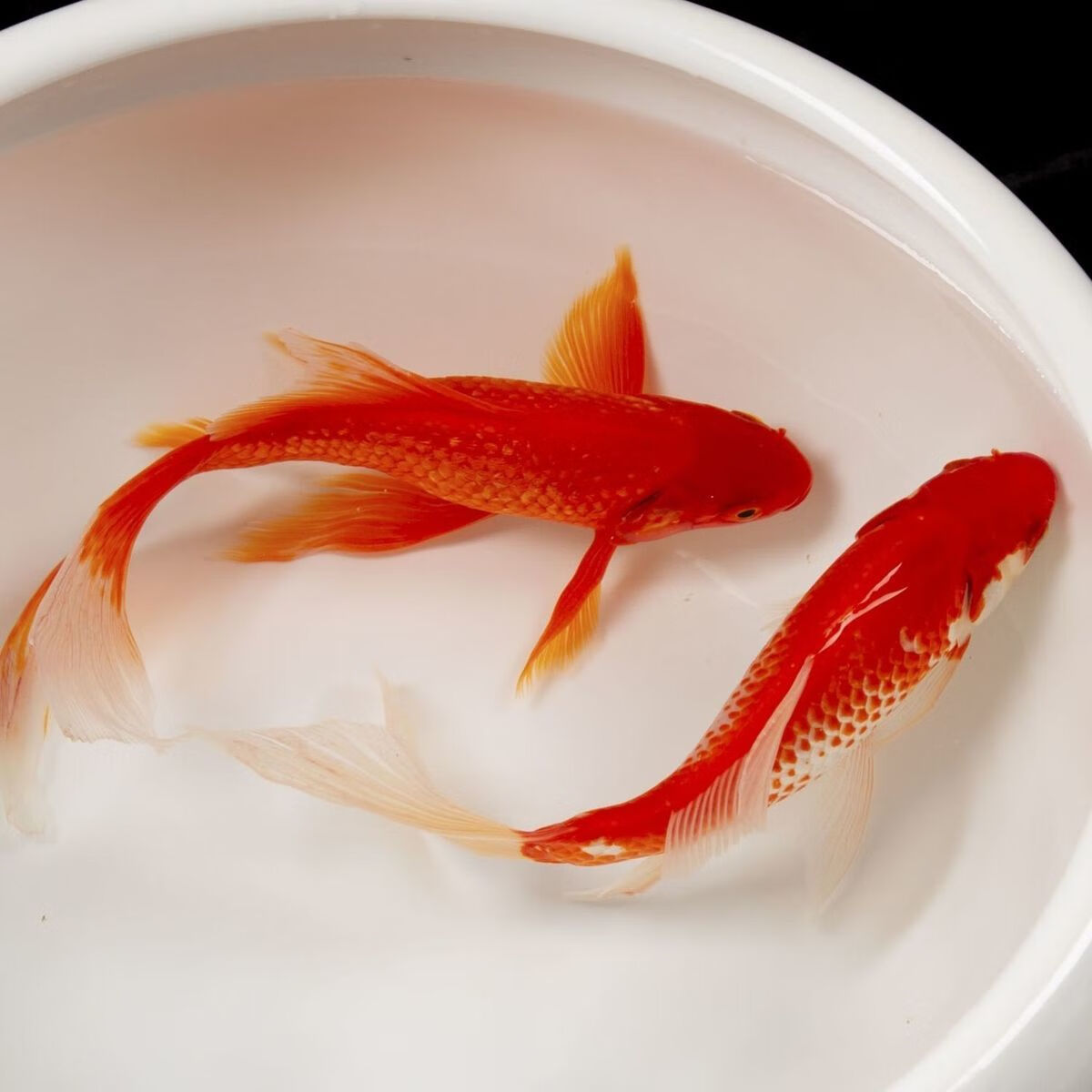红草观赏鱼红金鱼活体饲料鱼冷水红鲫鱼好养易活养不死黑黄白锦鲤 5