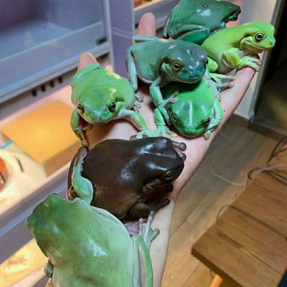 树蛙 老爷树蛙活体姥爷树蛙澳洲蓝老爷绿老爷牛奶树蛙莫斯雨林造景 2