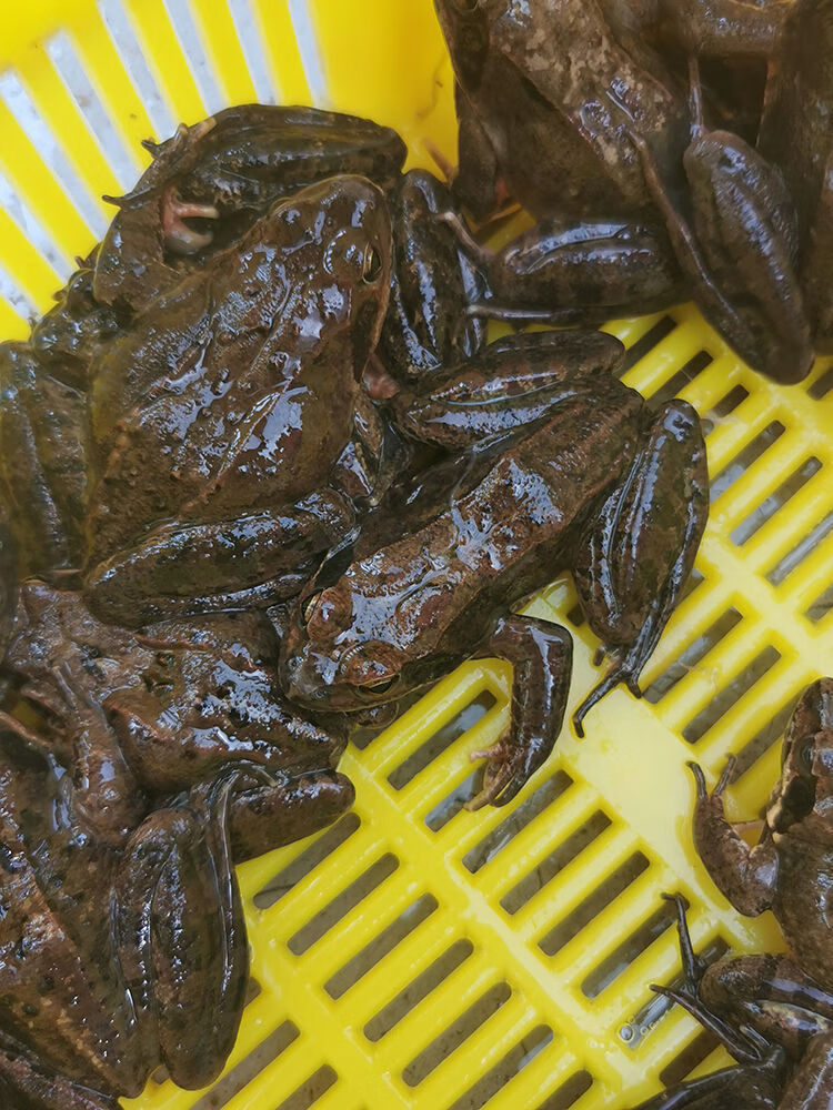 东北蛤蟆 东北林蛙东北特产 特产雪蛤 公狗子蛤蟆活体雪蛤鲜活1斤 四