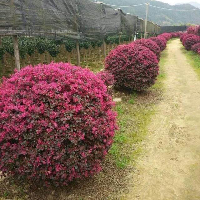 红花继木球红叶植物红继木苗盆栽带土球四季开花基地直销绿化树苗2530