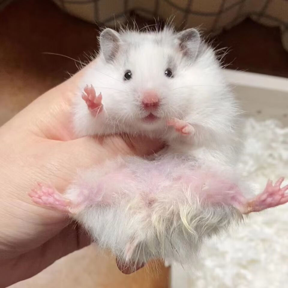 长毛金丝熊家养仓鼠米熊金丝熊米熊纯银包活可上手已打疫苗 绝美长毛