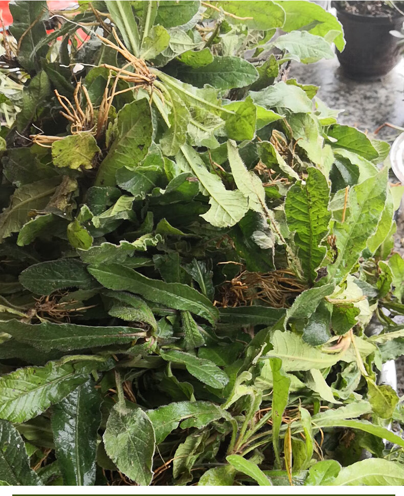 汪特 深山新鲜地胆草地苦胆 草鞋根 地胆头中药材500g牛契埔红花地斩