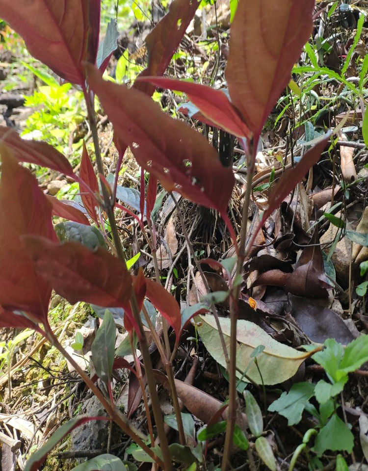 有仁堂乾州中草药红牛克膝红牛膝治关节药室内庭院盆栽绿植五斤购买