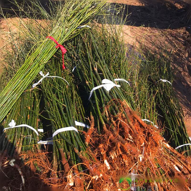 国槐树苗黄金槐树苗国槐小苗庭院耐寒耐旱绿化苗木行道树槐树苗 国槐