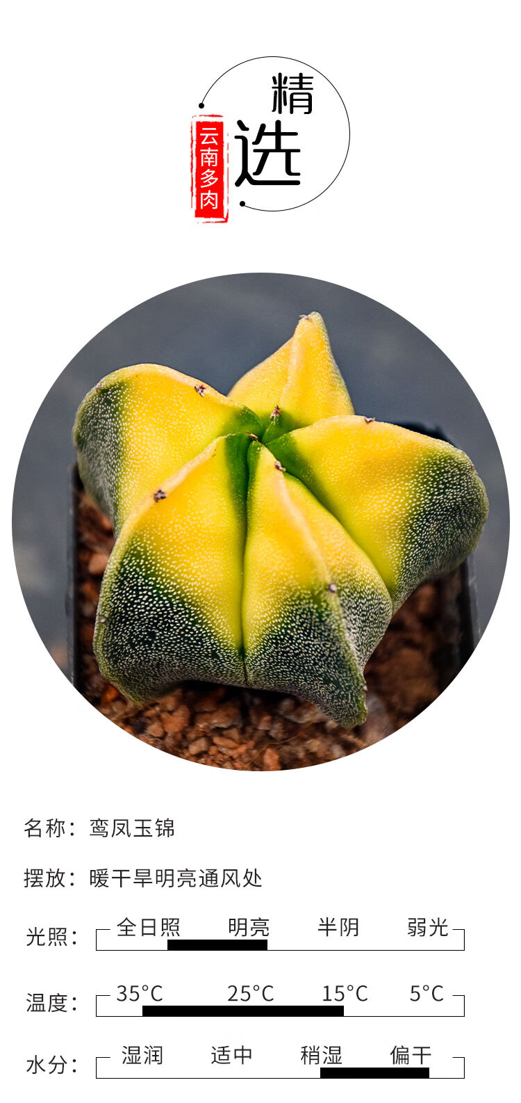 多肉植物仙人球鸾凤玉锦仙人掌科开花室内肉肉花卉绿植小盆栽稀有鸾凤