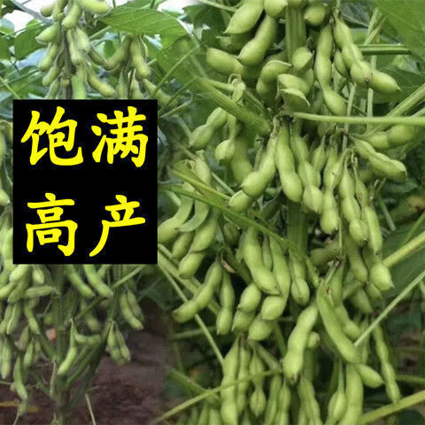 高产黄豆种特大籽高产农家特大黄豆种子中晚熟大豆菜毛豆种子 -量大