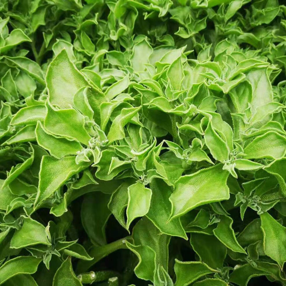 fgacct冰草新鲜蔬菜非洲冰菜沙拉菜减脂蔬菜冰叶菜火锅涮菜生吃当季