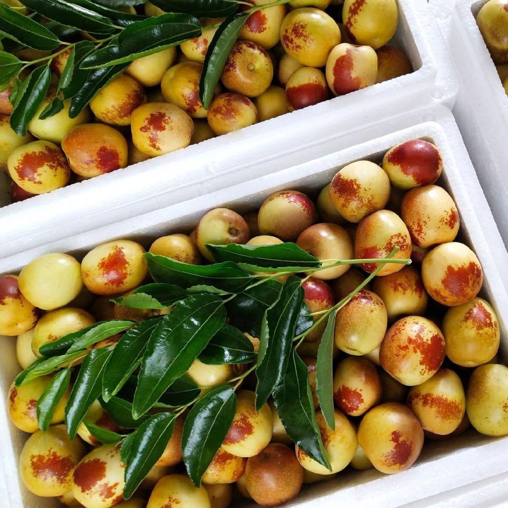 现摘现发脆甜冬枣山东沾化新鲜水果当季青红大枣子一整箱批发3斤普通