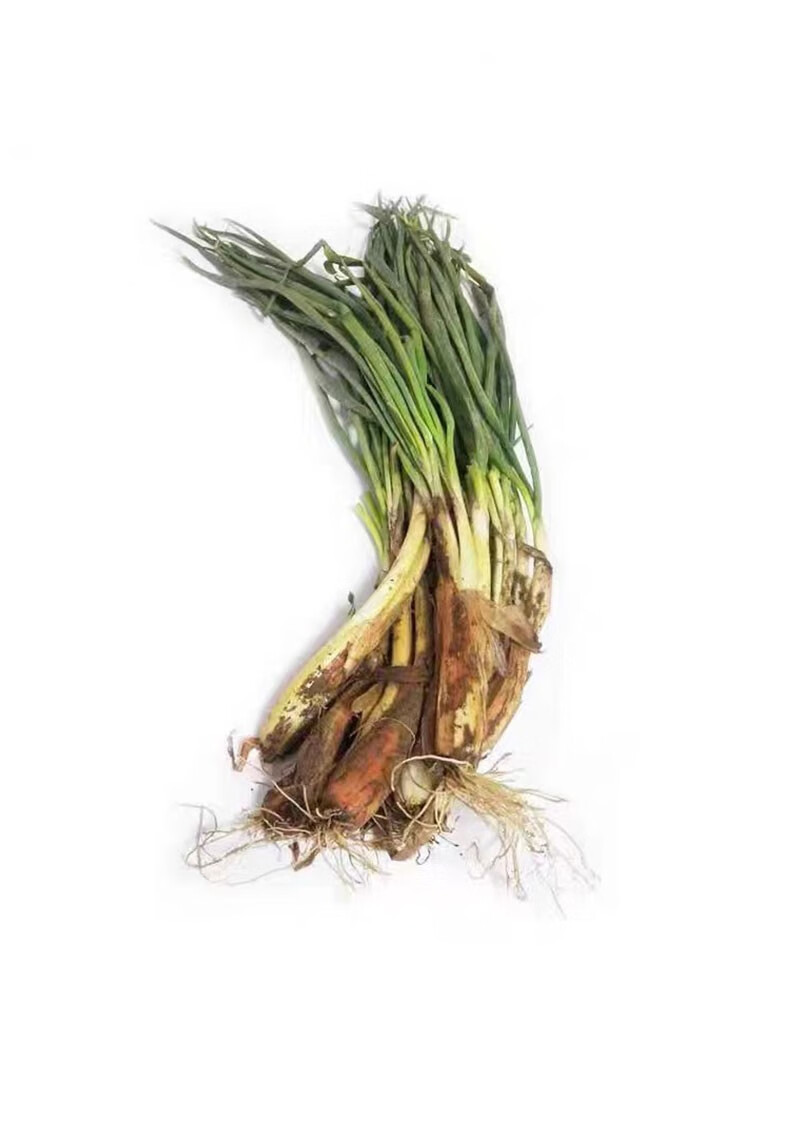源外园 甘肃陇南新鲜红葱红头葱种产地大葱老葱根对葱红皮红根小葱种
