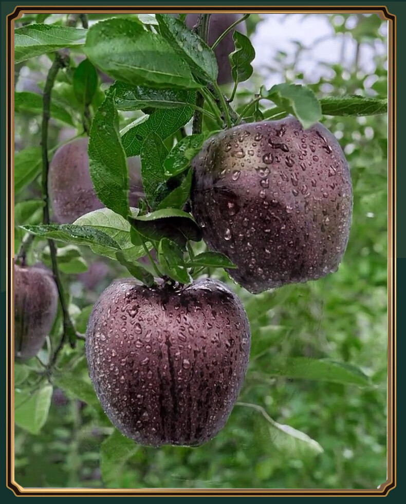 正宗云南黑卡苹果新鲜现摘脆甜嘎啦黑钻苹果整箱高端稀有水果礼盒 5斤