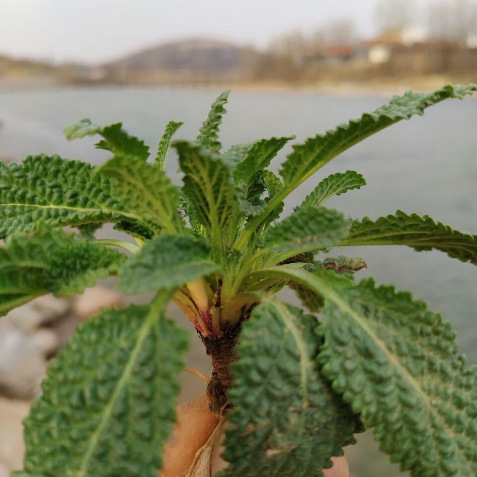 植物蛤蟆皮的药用价值图片