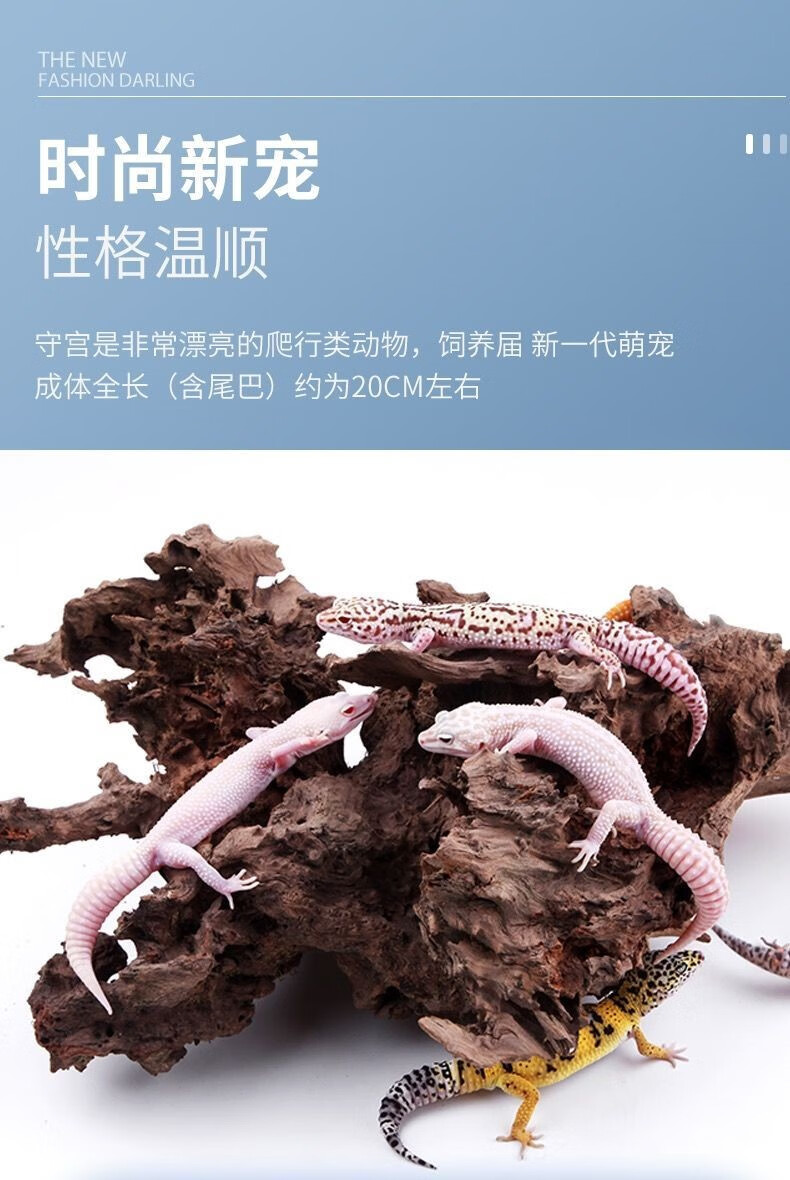 网红爬宠活体豹纹守宫懒人宠物小蜥蜴温顺壁虎家养爬虫幼崽 红眼暴龙*