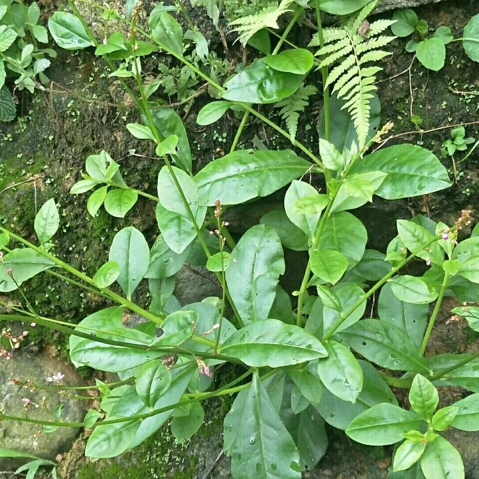 伟博土人参广西土高丽参枦兰红参锥花飞来参煮饭花盆栽绿植花卉 一年