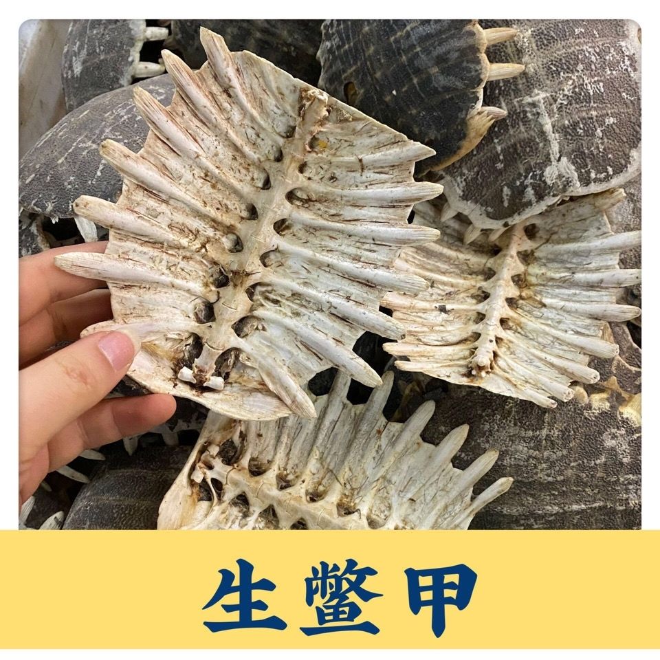 伟博鳖甲中药材生鳖甲鳖甲壳鳖盖打粉另售制鳖甲生鳖甲老鳖甲甲壳 300