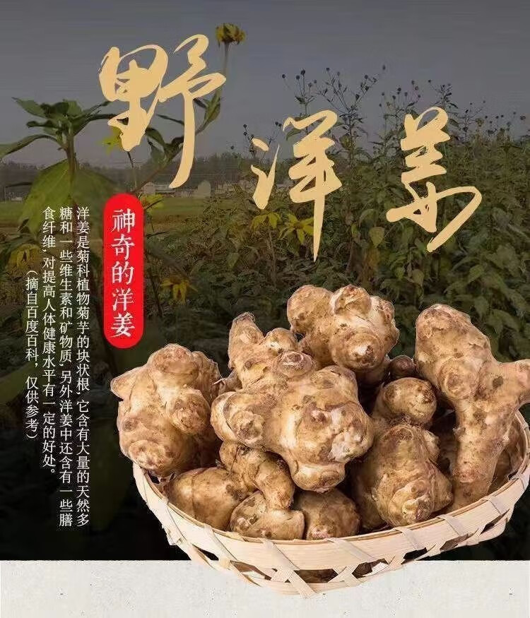 洋姜新鲜现挖野生鬼子姜不辣沙姜菊芋腌炒菜农家地头自种洋姜 新鲜