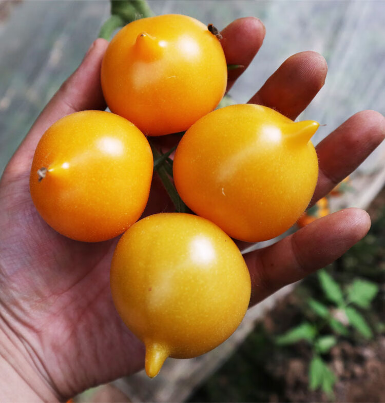 紫桃番茄种子黑樱桃西红柿粉桃金桃盆栽蔬菜种籽圣女果春季秋冬季紫桃