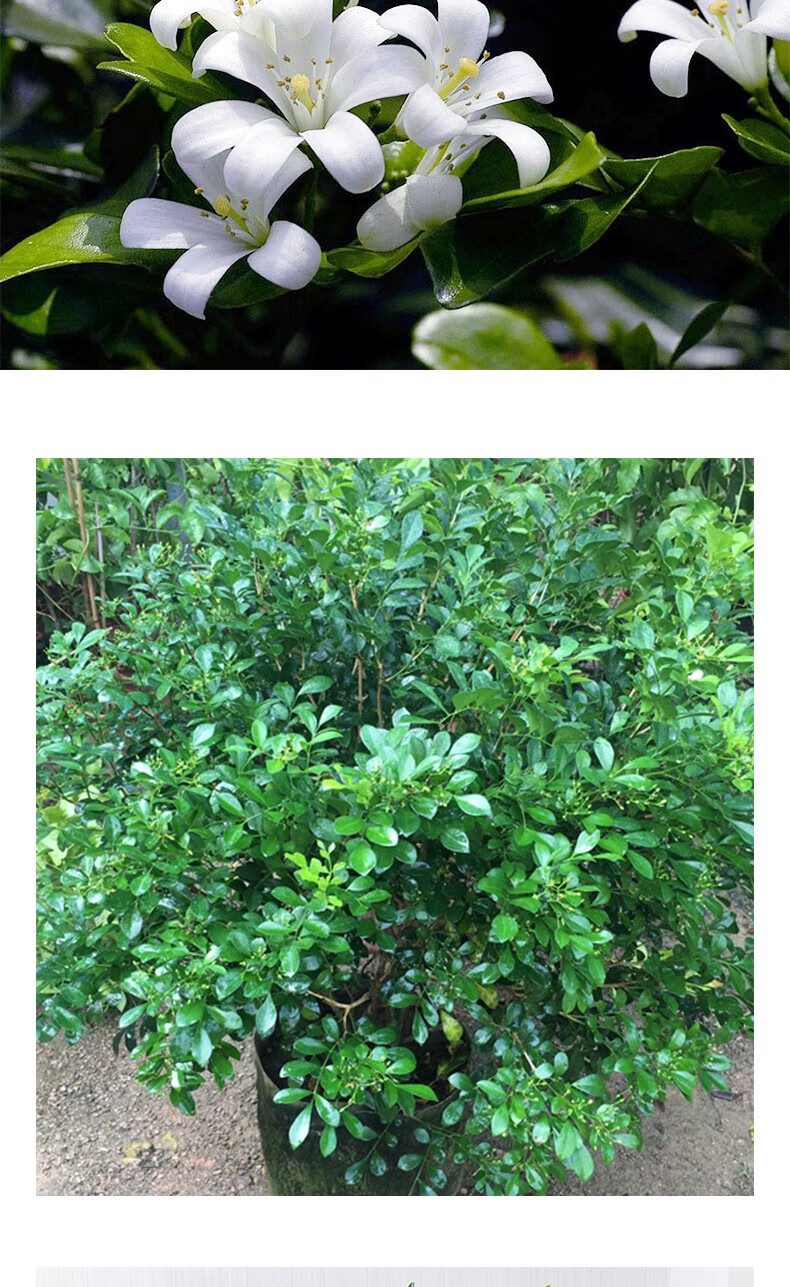 红豆(hodo)九里香花苗盆栽千里眼浓香开花植物办公室内绿植桌面盆栽