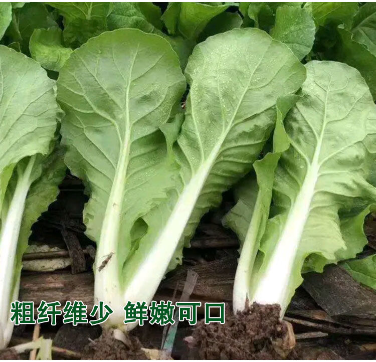 无筋火锅菜小白菜种子四季抗热白菜青菜种籽阳台盆栽大田蔬菜种子无筋
