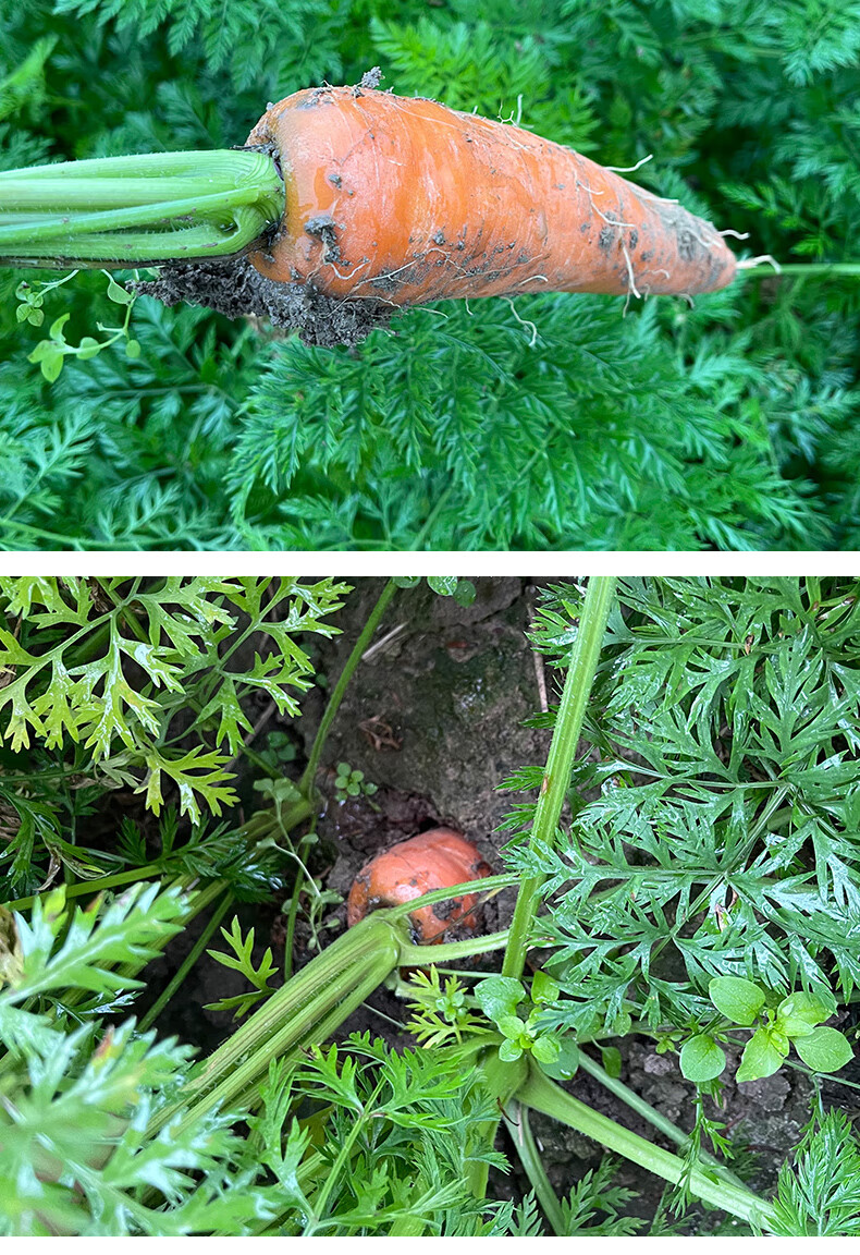 坏果包赔新鲜胡萝卜当季农家时令应季蔬菜水果红萝卜红心罗卜5斤带箱