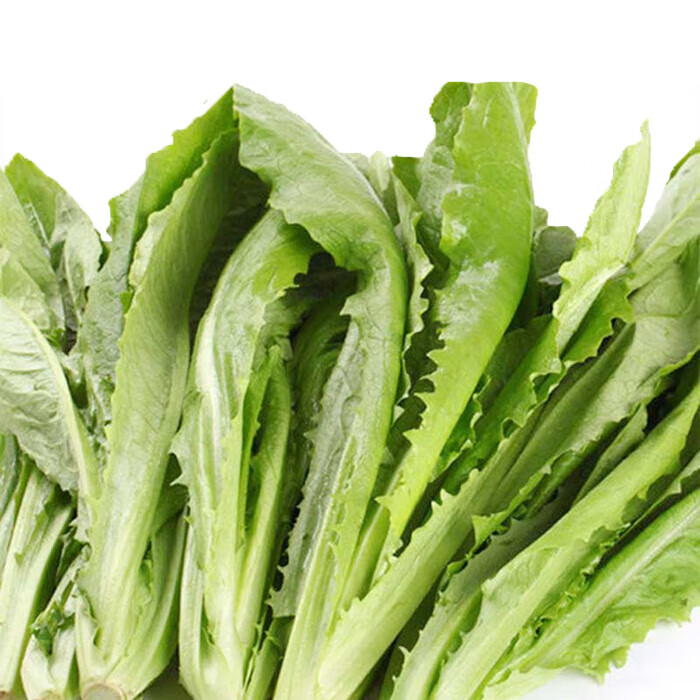 油麦菜5斤油荬香水生菜当季青菜四季农家自种时令蔬菜3生鲜 1500g