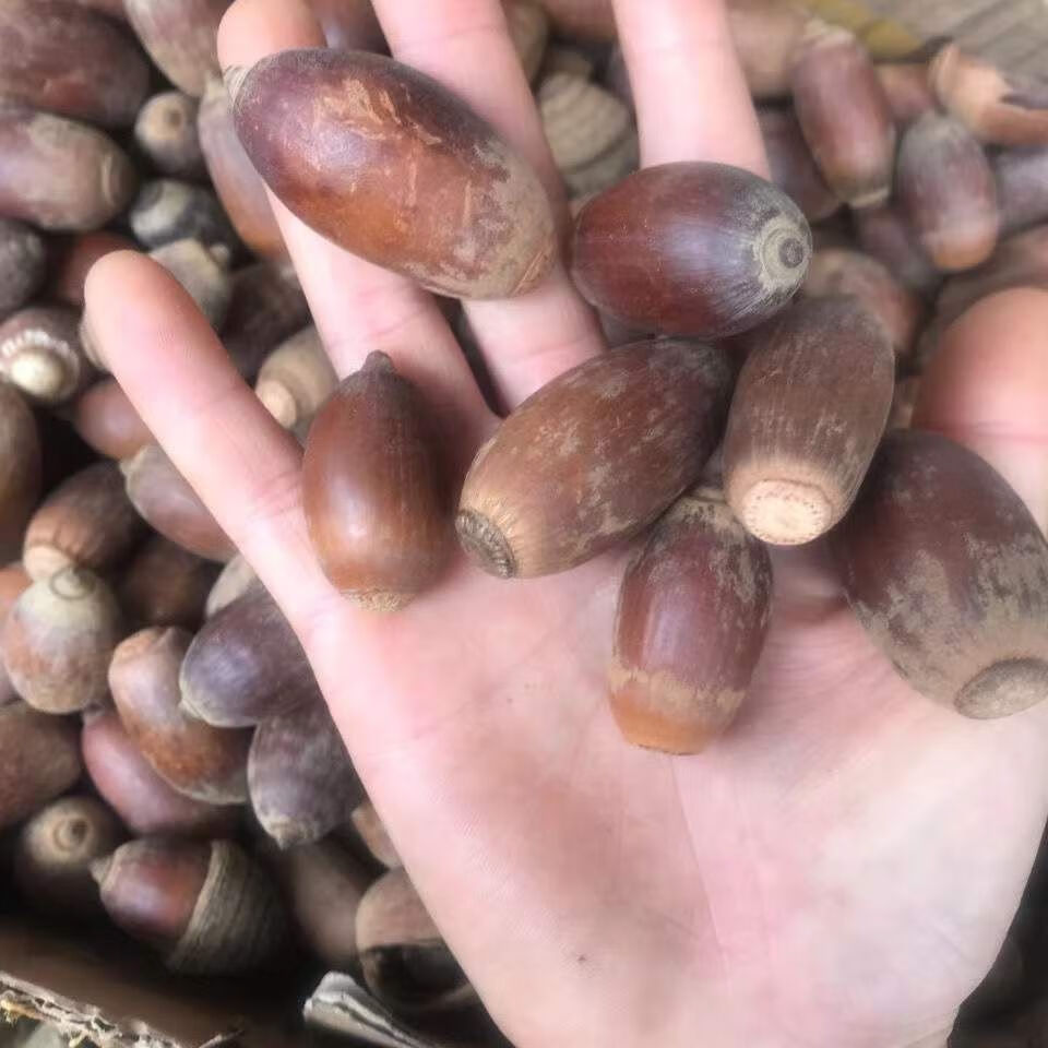 野生狗鞭果风流果猪仔粒男人泡酒泡茶中药材干货毛毛果锁阳果有仁堂