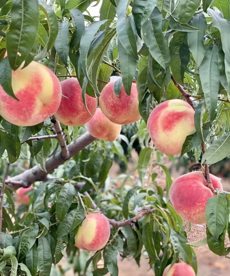 脆蜜桃山东寒露蜜金秋红蜜离核硬桃当季桃子孕妇新鲜水果 5斤 新鲜