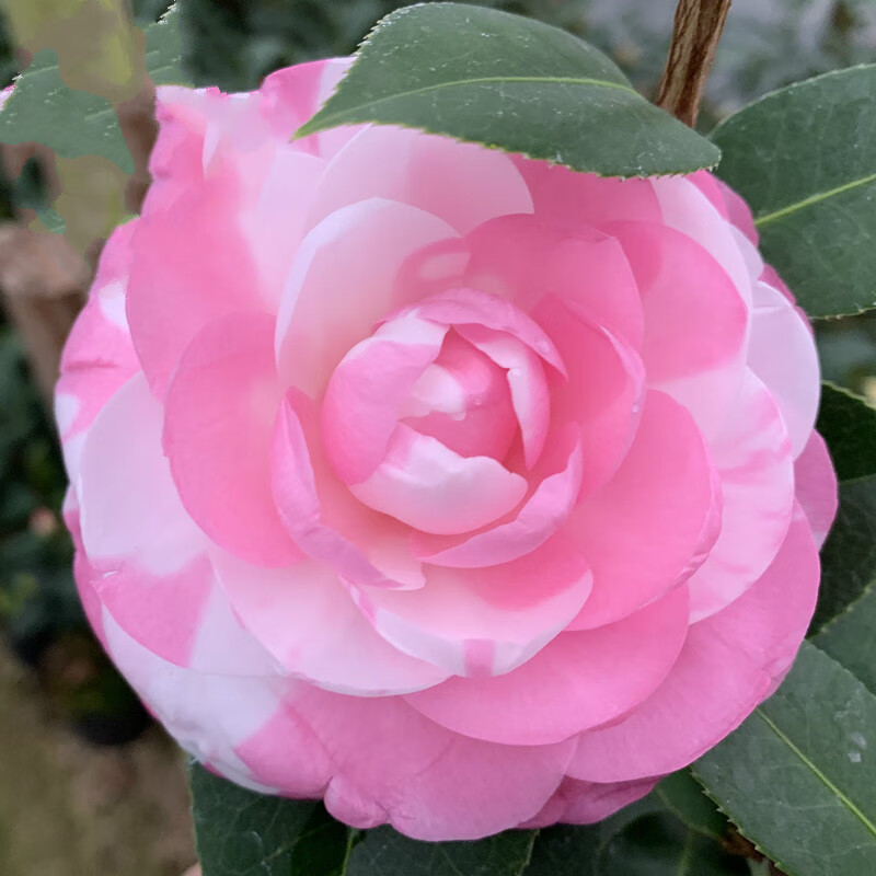 斑水屋先生茶花名贵珍稀品种山茶盆栽苗复色沃特豪斯云杂系福建茶花